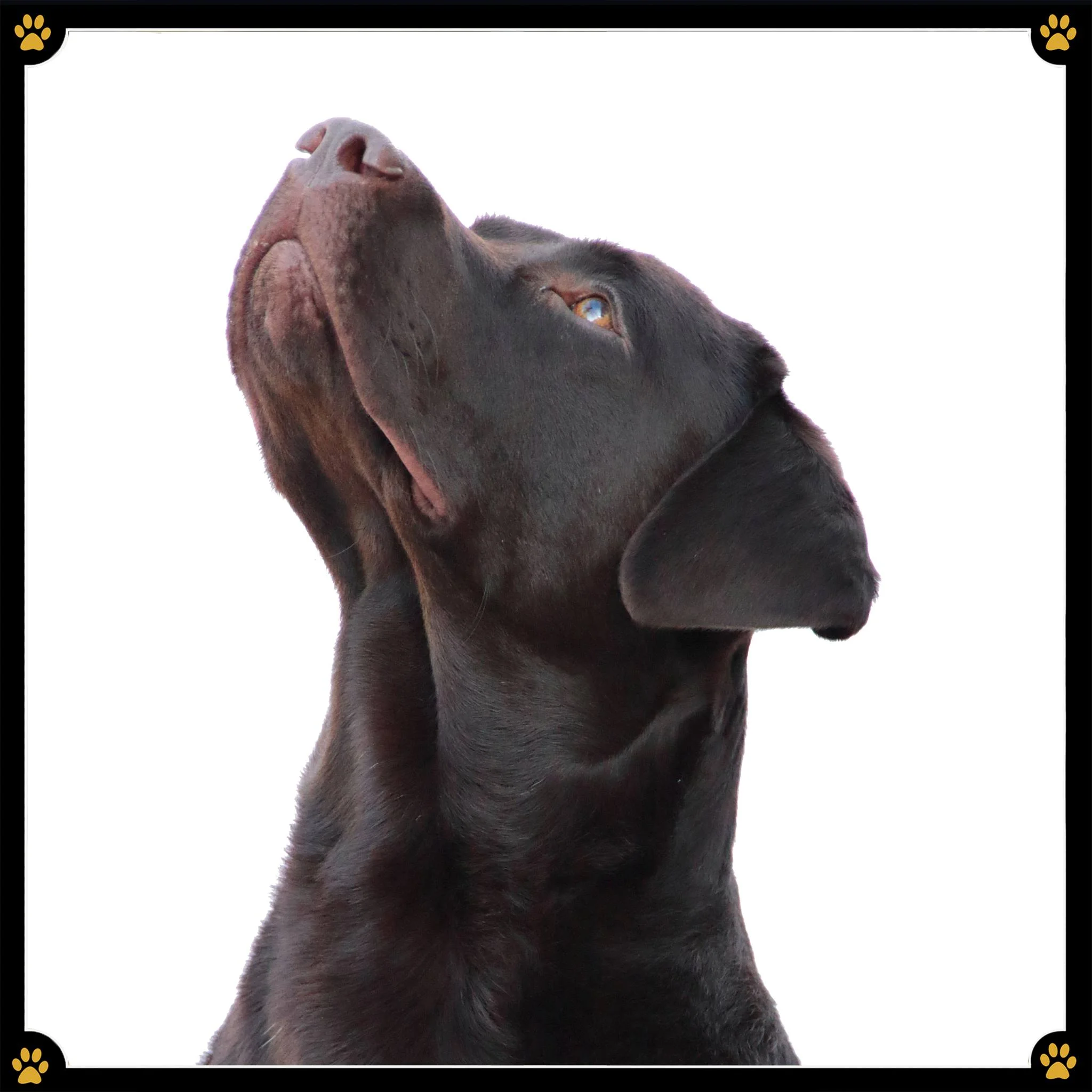 JoBaDog_Labrador_Retriever_4.jpg
