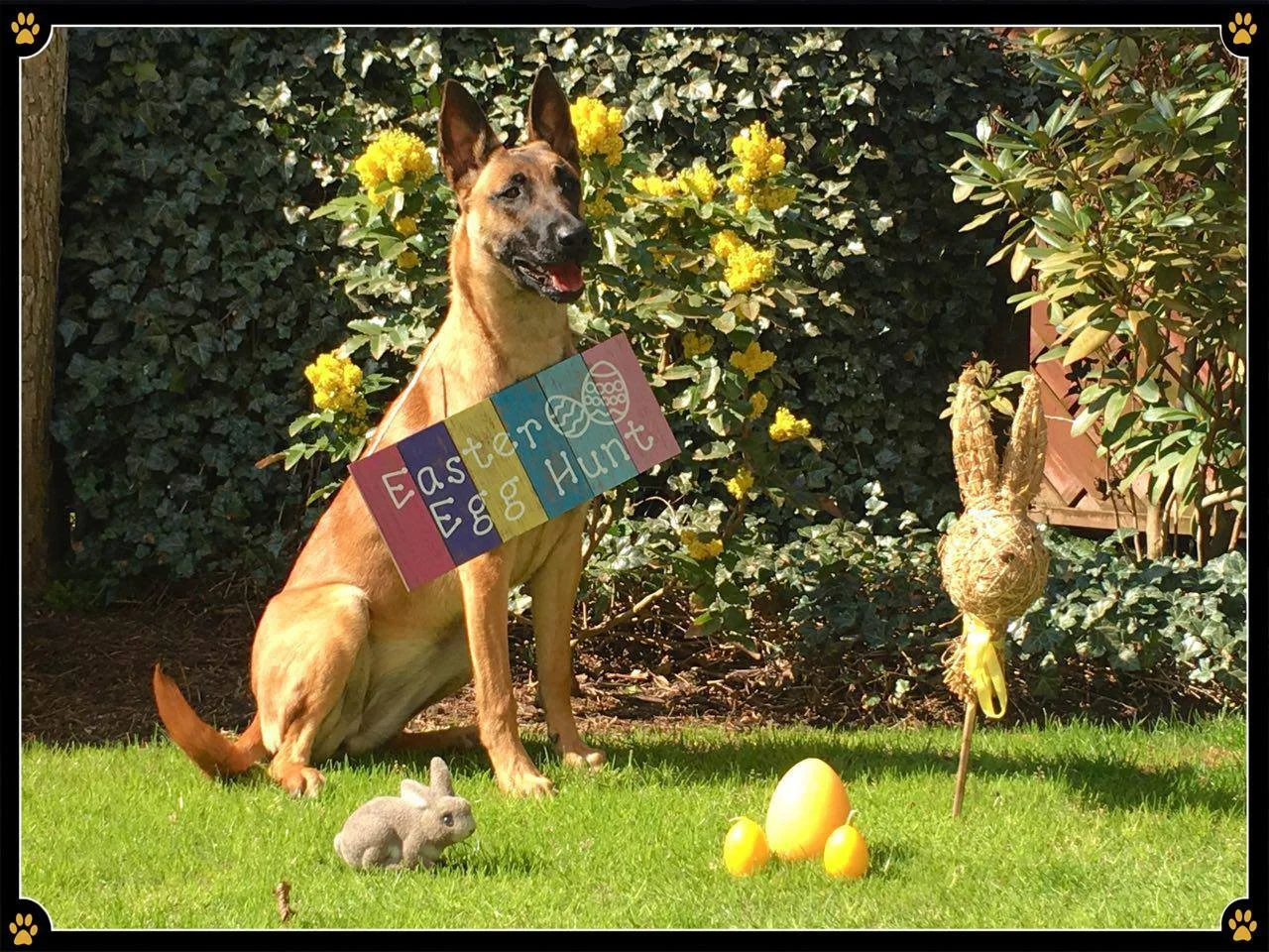 JoBaDog_Ostern_2019_1.jpg