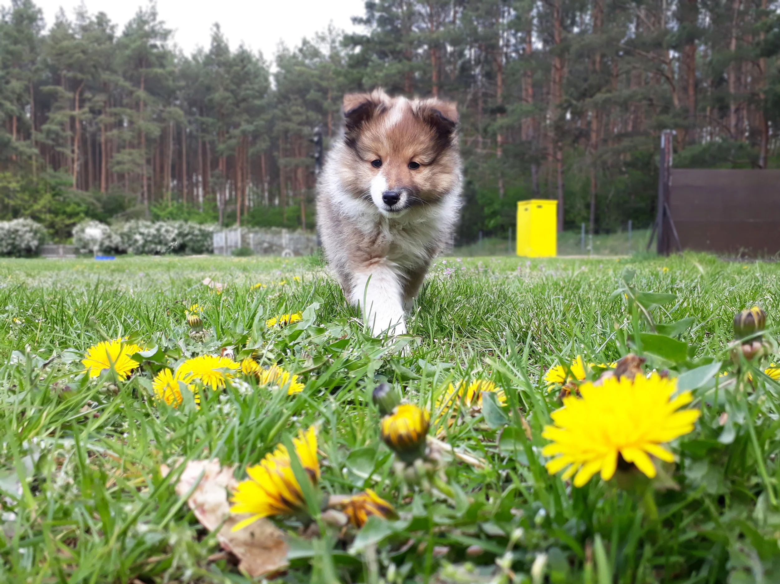 18. Duke 05.05.2019.jpg