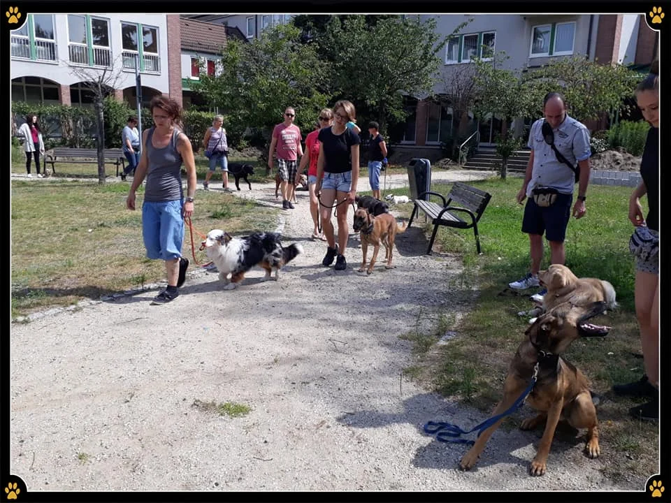 JoBaDog_Alltagstraining_20_Juli_2019_Leegebruch_3.jpg