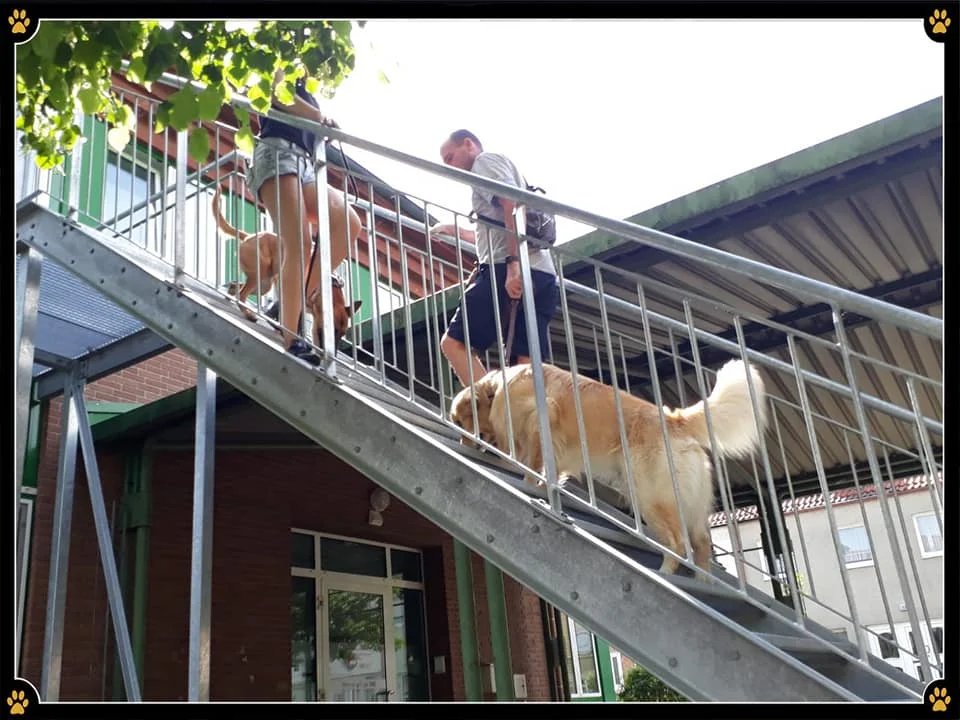 JoBaDog_Alltagstraining_20_Juli_2019_Leegebruch_4.jpg