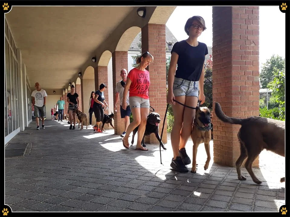 JoBaDog_Alltagstraining_20_Juli_2019_Leegebruch_5.jpg