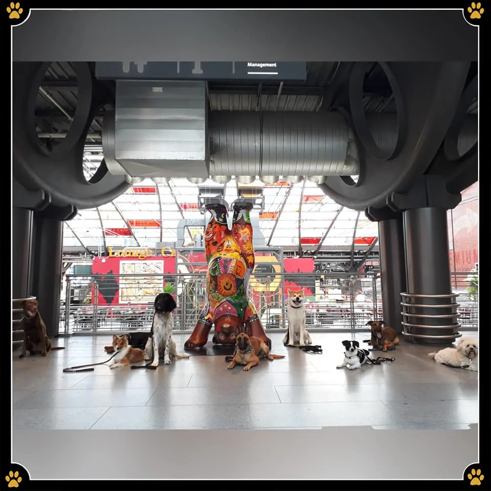 JoBaDog_Alltagstraining_3_August_2019_Berlin_8.jpg