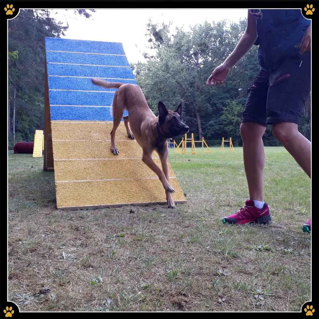 JoBaDog_Agility_A_Wand.jpg