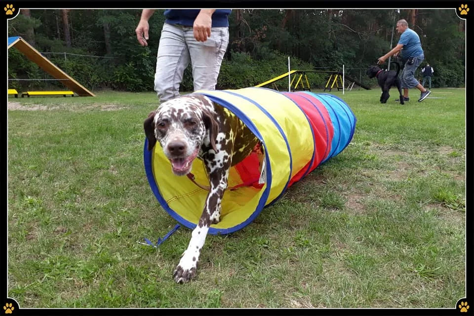 JoBaDog_Gruppentraining_18_August_2019_1.jpg