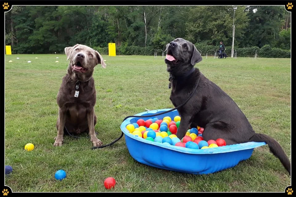 JoBaDog_Gruppentraining_18_August_2019_3.jpg