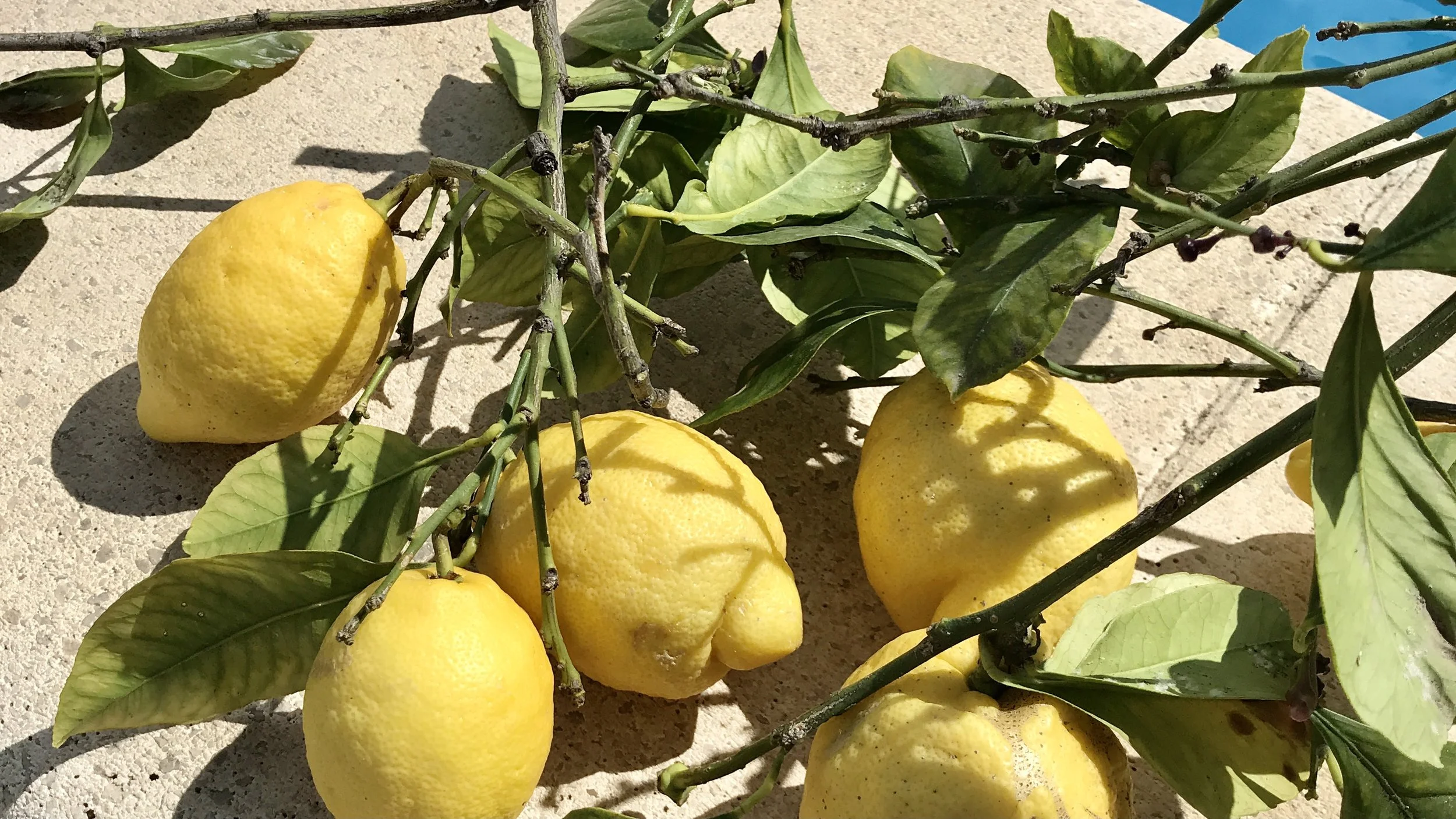 A collection of lemons, and the healing properties of citrus. When life gives you lemons.