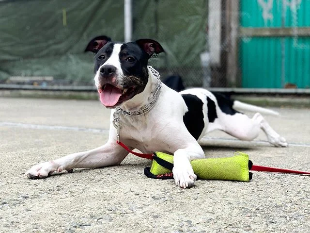 Kaiju is one week into his board and train and having the time of his life.  What we&rsquo;ve learned is he&rsquo;s a high energy guy who loves to work and loves to play!  Instead of taking that away from him and making him compliant by force like ma