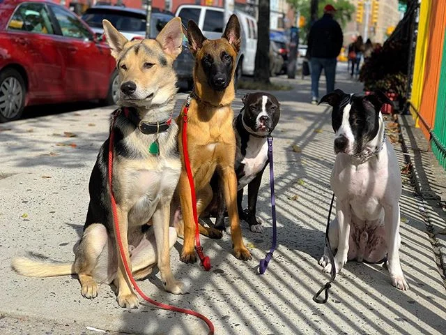 Training multiple dogs
&bull;
&bull;
While many dog owners are content with one dog, there are people who believe the more the merrier and have 2 or more dogs.  Once they decide to get a second or third dog, they are faced with the dilemma of trying 