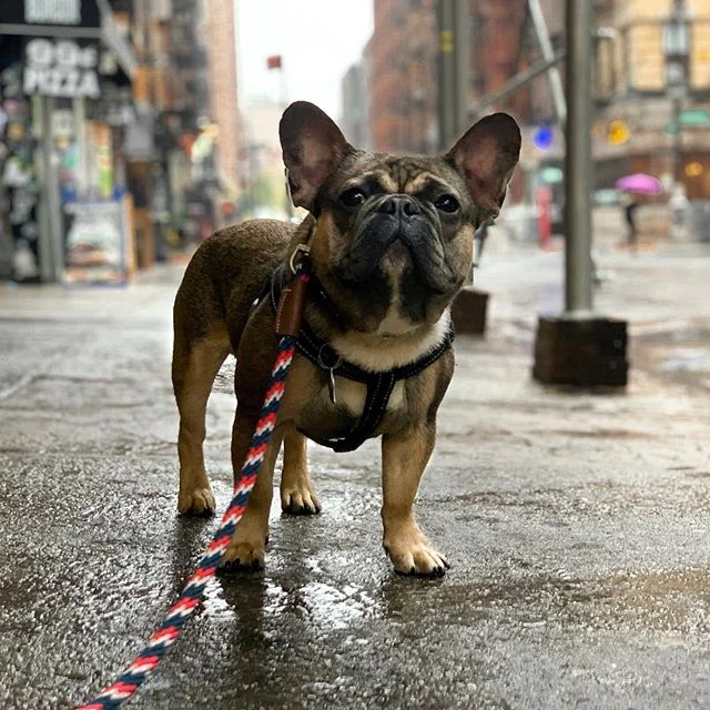 Meet our newest board and train Frankie the Frenchie! This little bundle of joy comes to us from Boston and needs help with some issues that have been getting out of hand as of late.  We&rsquo;re going to introduce a steady dose of structure into thi