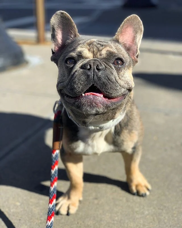After a week with us, young Frankie the Frenchie has bought into the program and is now learning FAST!  At times when you disrupt a dog&rsquo;s way of life, especially if it involves getting their way a majority of the time, it can be tough to get th