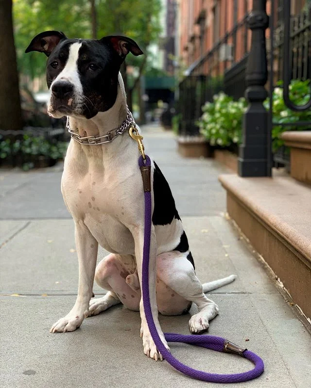 Kaiju is just past the half way point in his board and train and doing absolutely awesome!  This guy is a full blown rock Star with his obedience and we are working hard on making him the same outdoors on a walk!  We&rsquo;ve got a few weeks to make 