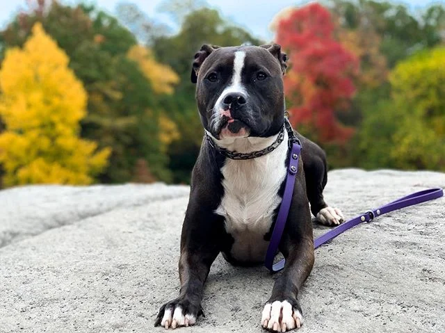 All the hard work we put in day in and day out pays off on those days that we can casually take our dogs out on an adventure without worry that they&rsquo;ll be a hassle.  Instead of being concerned that something can go wrong, you leave home excited