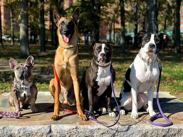 November squad out on a pack walk!
