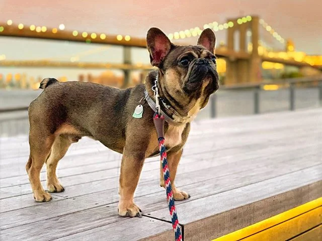 Frankie is nearing the end of his program with us and he&rsquo;s made huge strides in his progress!  He came to us an anxious and stressed out pup who had no ability to communicate with us humans.  In the last few weeks, Frankie has acquired the tool