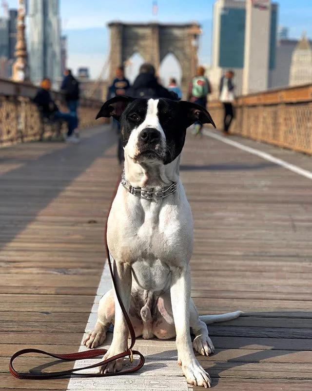 Kaiju is just about at the end of his program here with us and we cannot be happier with the progress this guy has made.  He came in an impulsive happy go lucky guy with a little too much energy that had a ton of trouble communicating with us humans 