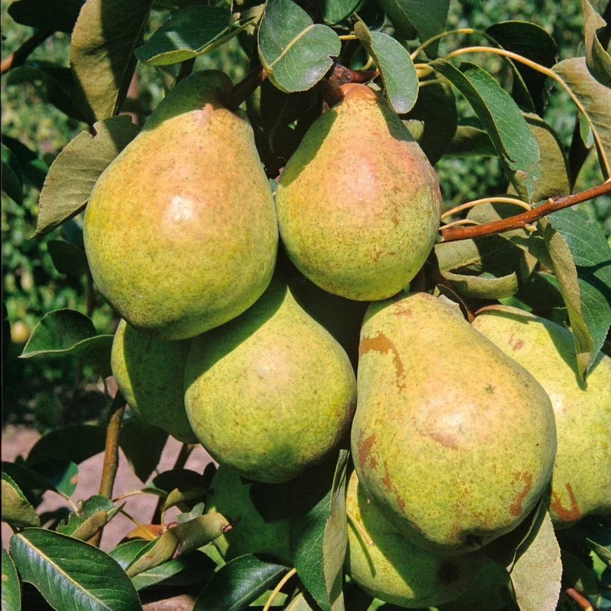 Pyrus_communis_Williams_Christ_1999-4829.jpg