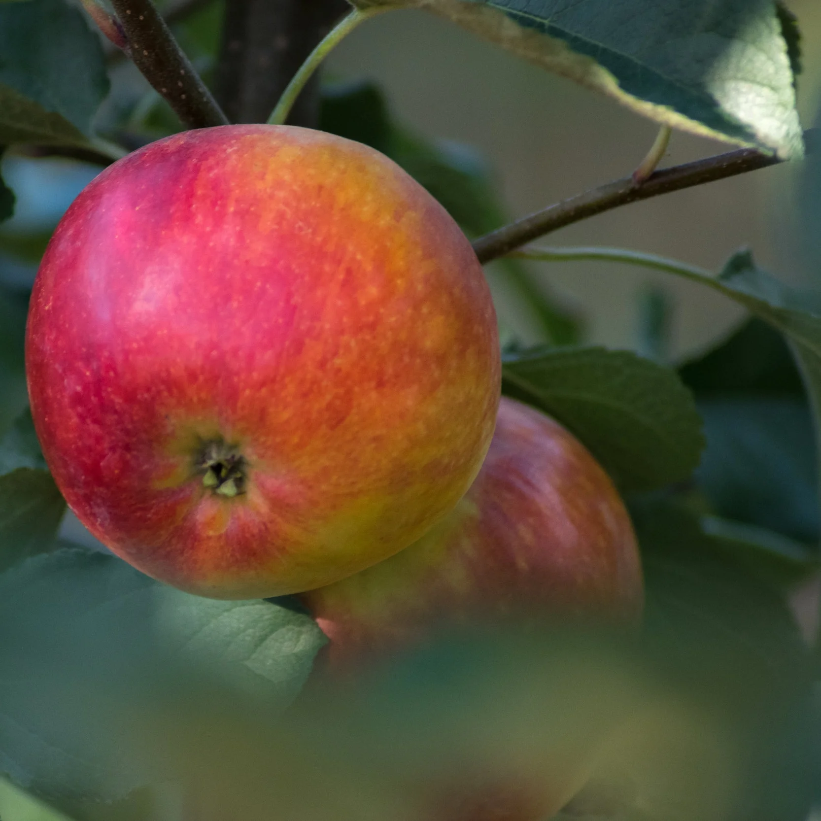 Obstbaum-Raritäten — Baumschule Wagner
