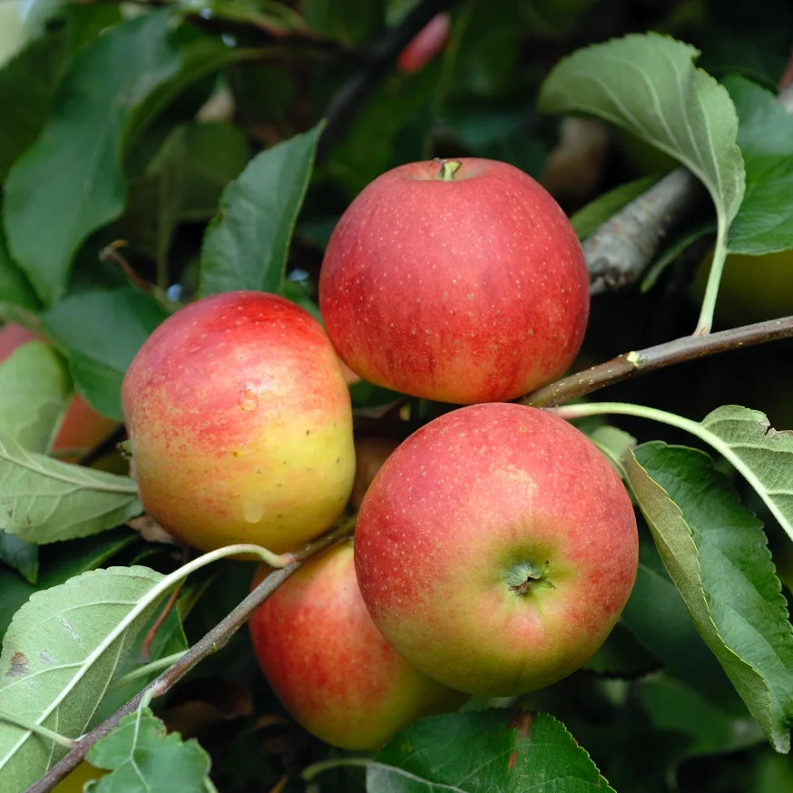 Apfel Elstar