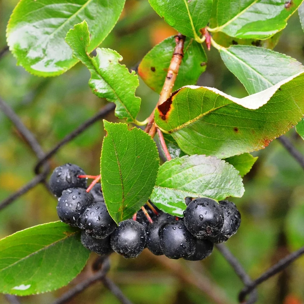 aronia-2643273_1920.jpg