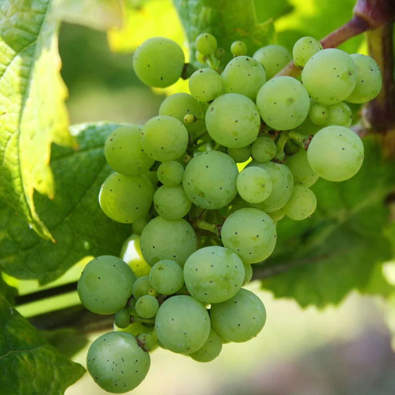 grapes-439300_1920.jpg