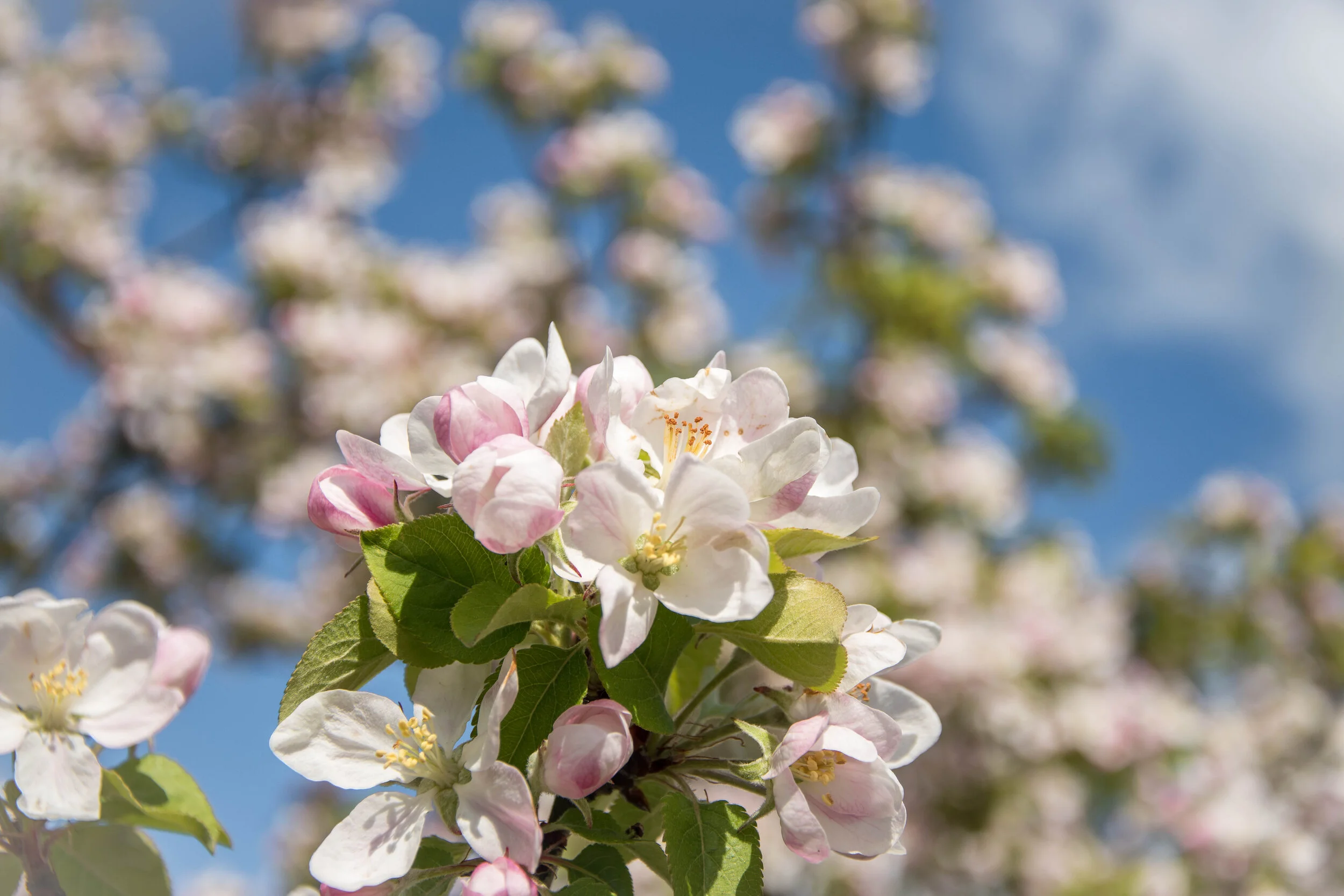 Obstbaumschnitt.jpg
