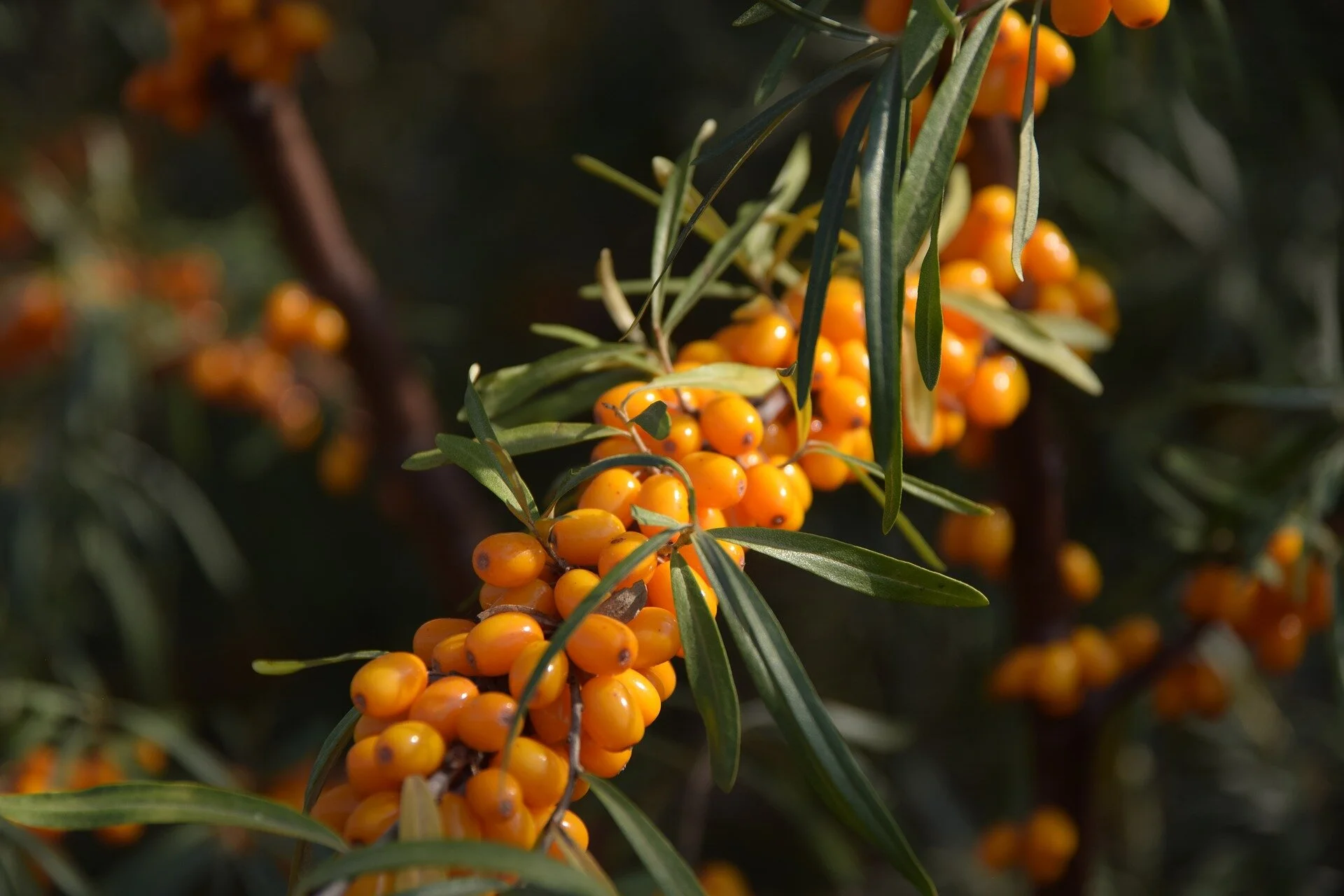 sea-buckthorn-2911630_1920.jpg