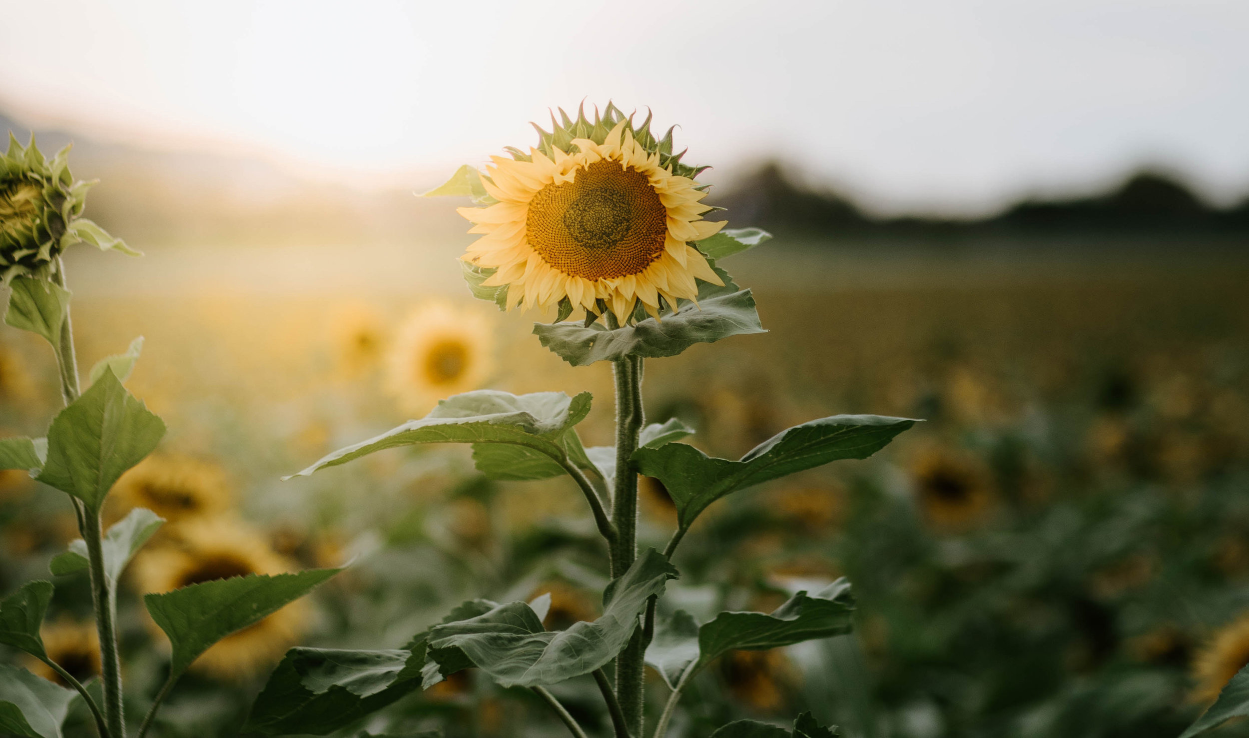 sunflower-services-crop.jpg