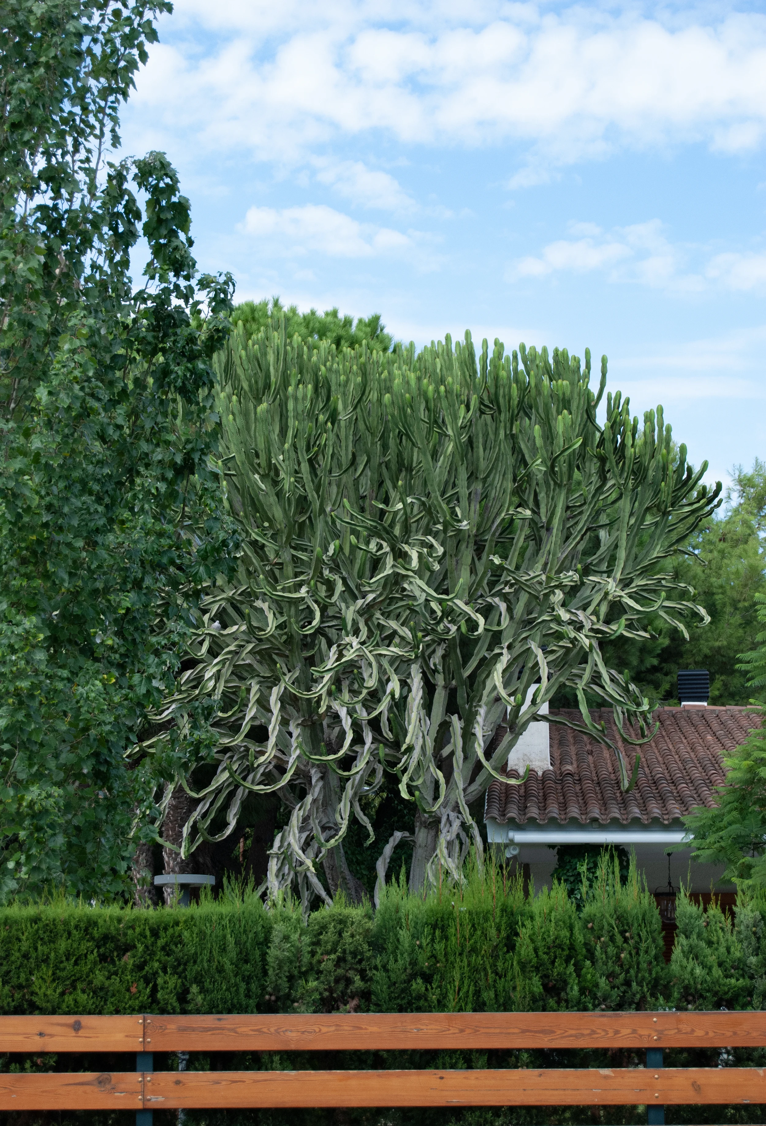 cereus.jpg