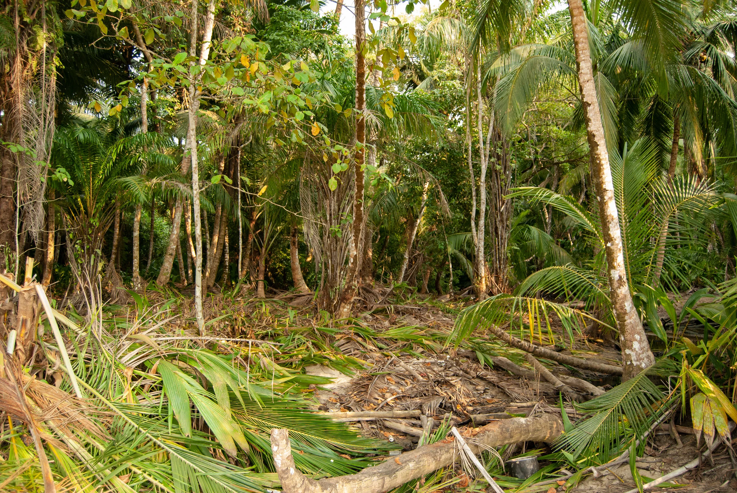 Selva.jpg