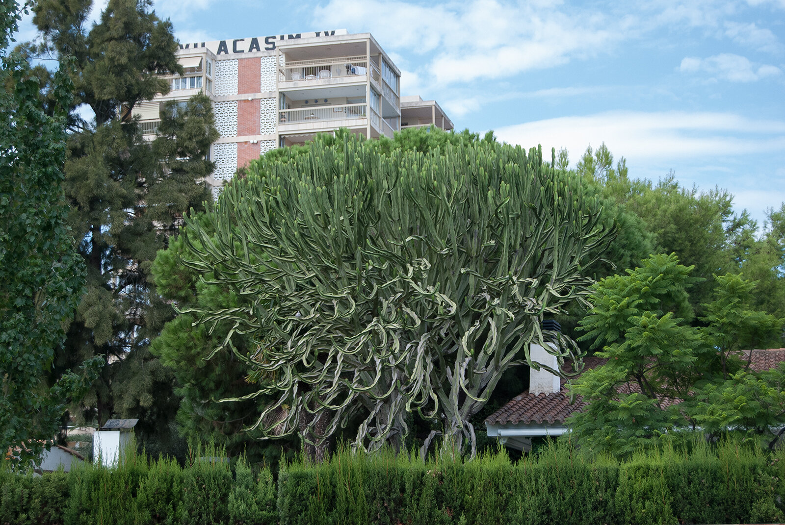 DSC_0074.jpg