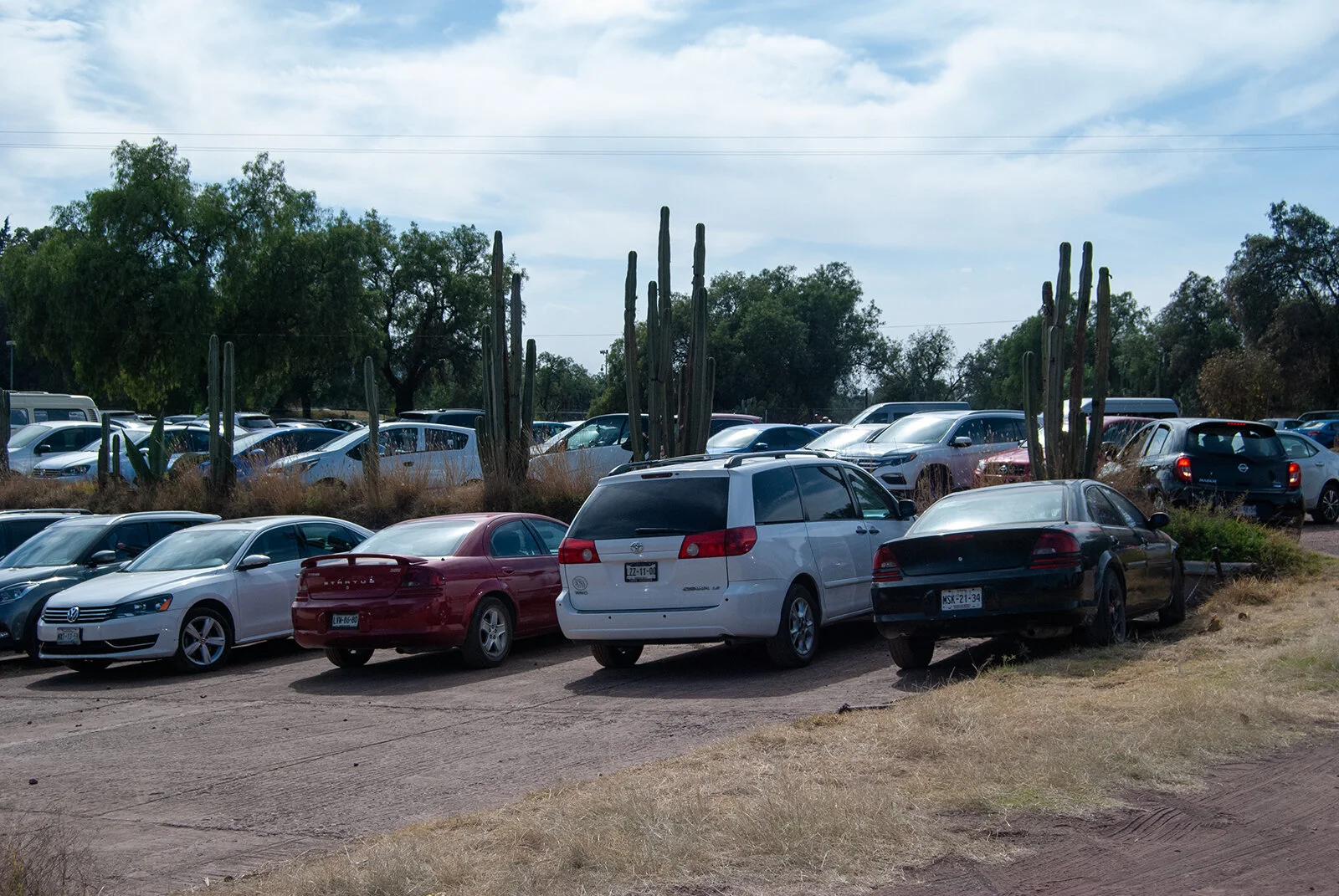 Carros cactus.jpg