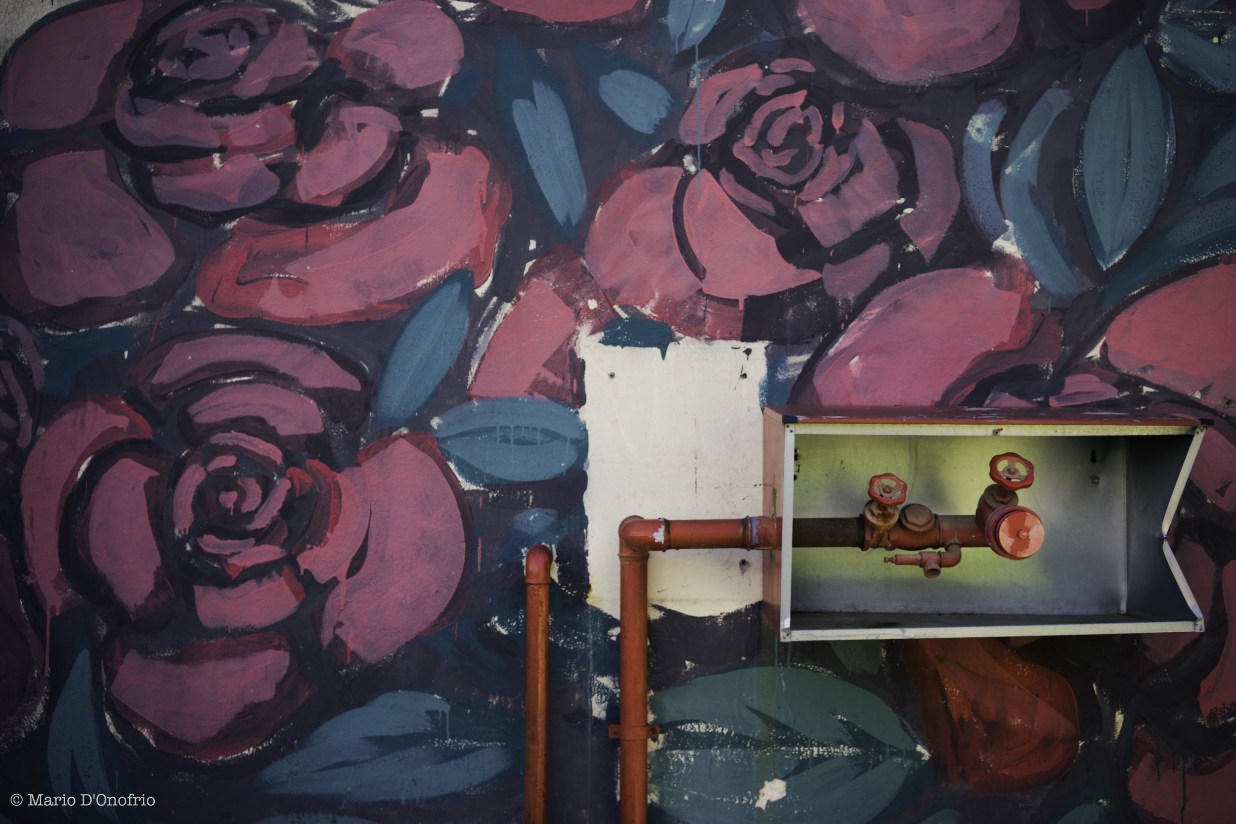 roses care