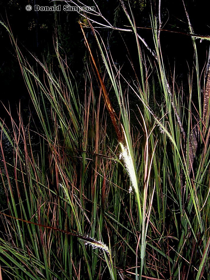 Heteropogon contortus (Black Speargrass) — Territory Native Plants
