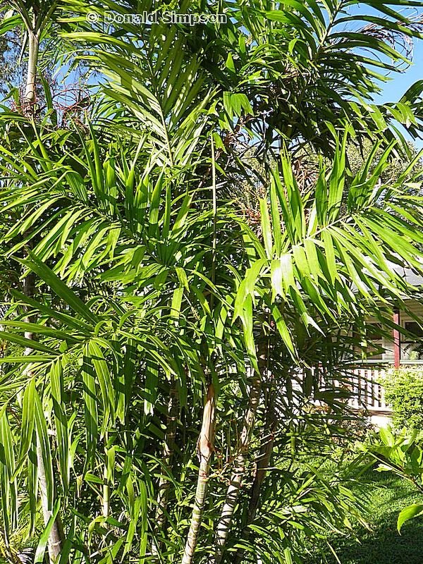 hydriastele-wendlandiana-florence-falls-palm-territory-native-plants