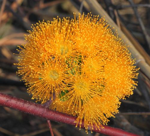 Eucalyptus phoenicea NT Government.jpg