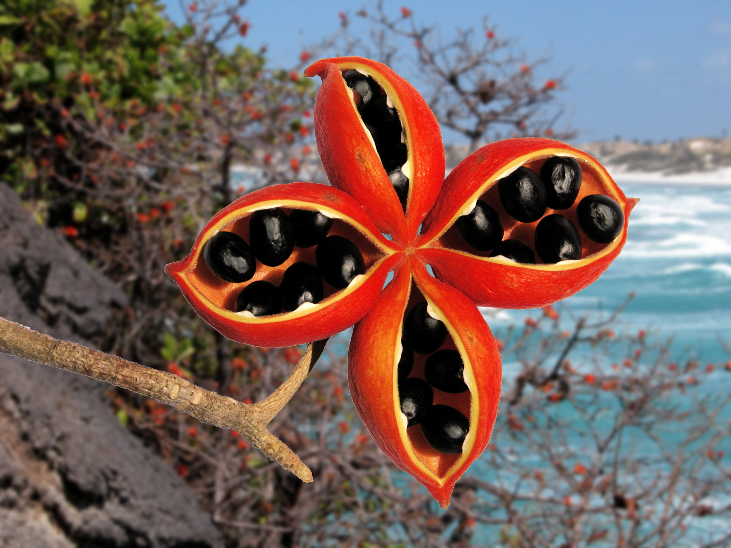 Sterculia quadrifida Ian Morris.jpg