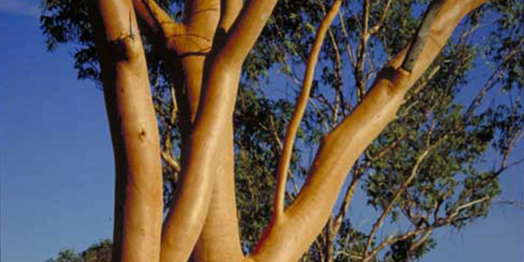 Eucalyptus tintinnans
