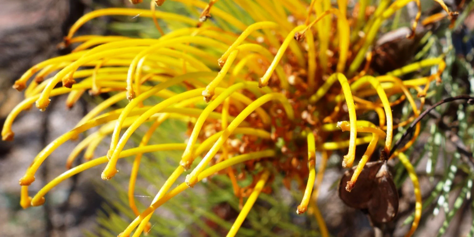 Grevillea formosa