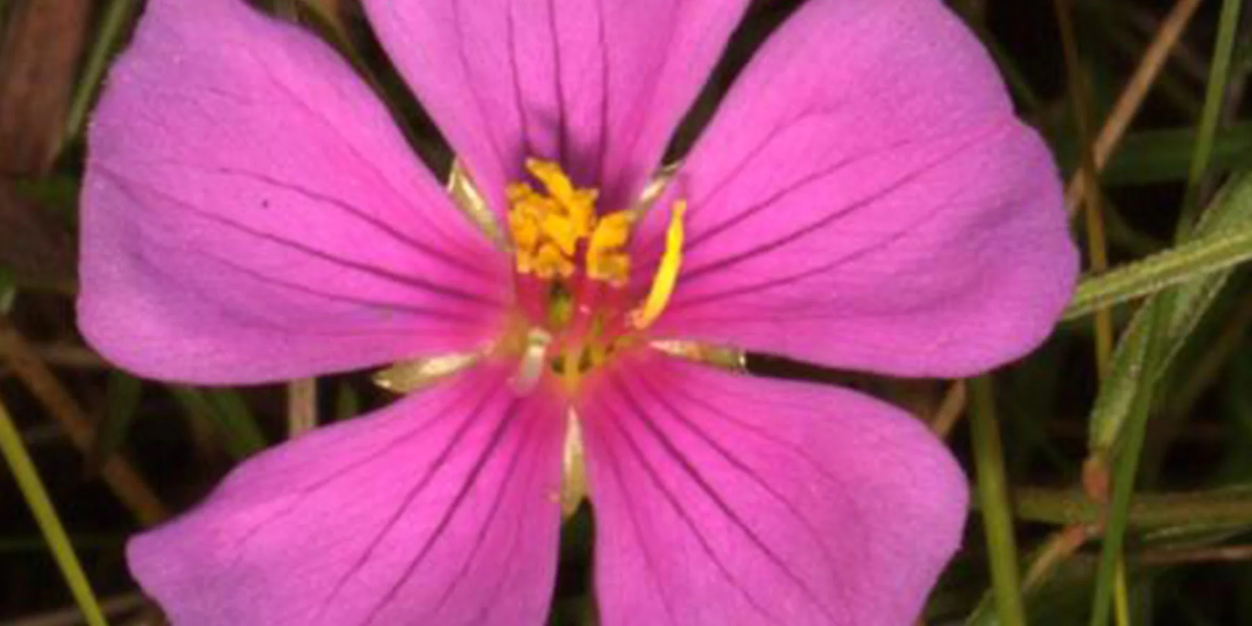 Osbeckia australiana