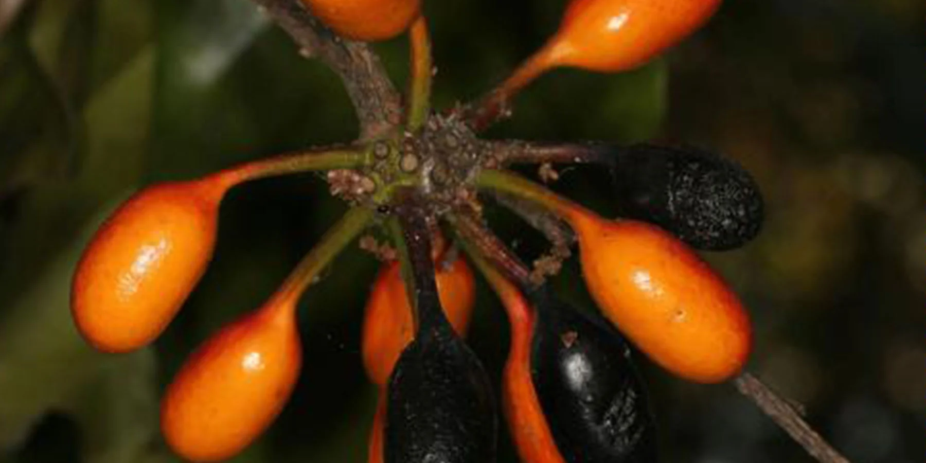 Polyalthia australis