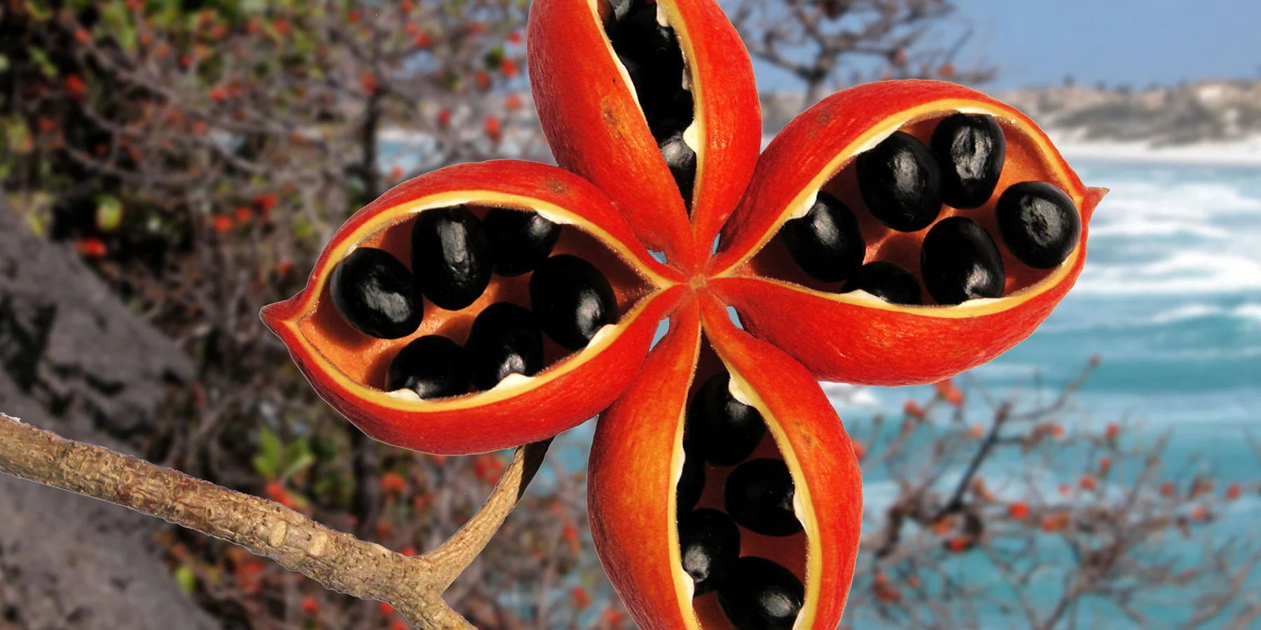 Sterculia quadrifida