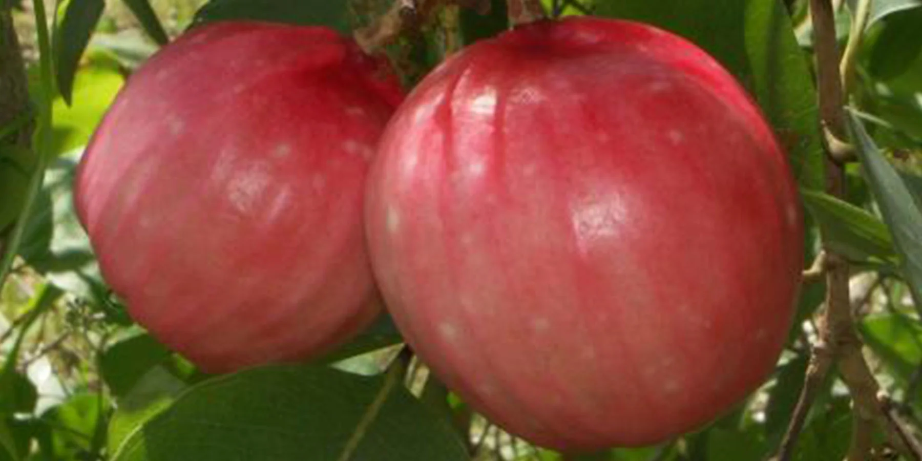 Syzygium suborbiculare Red
