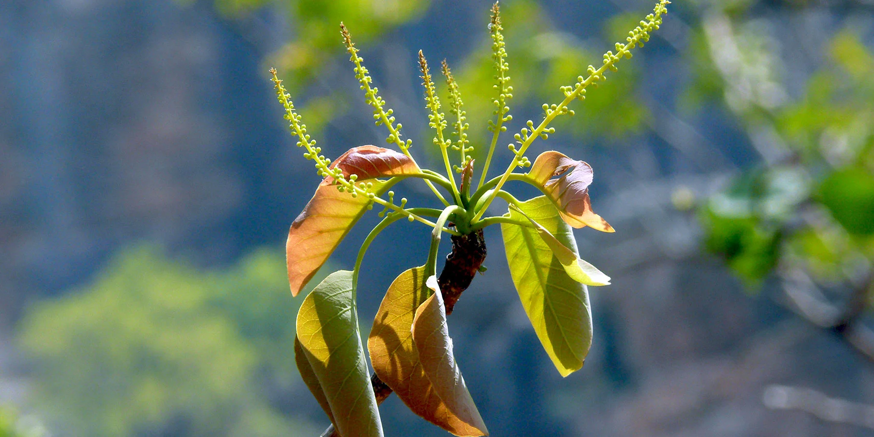 Terminalia ferdinandiana