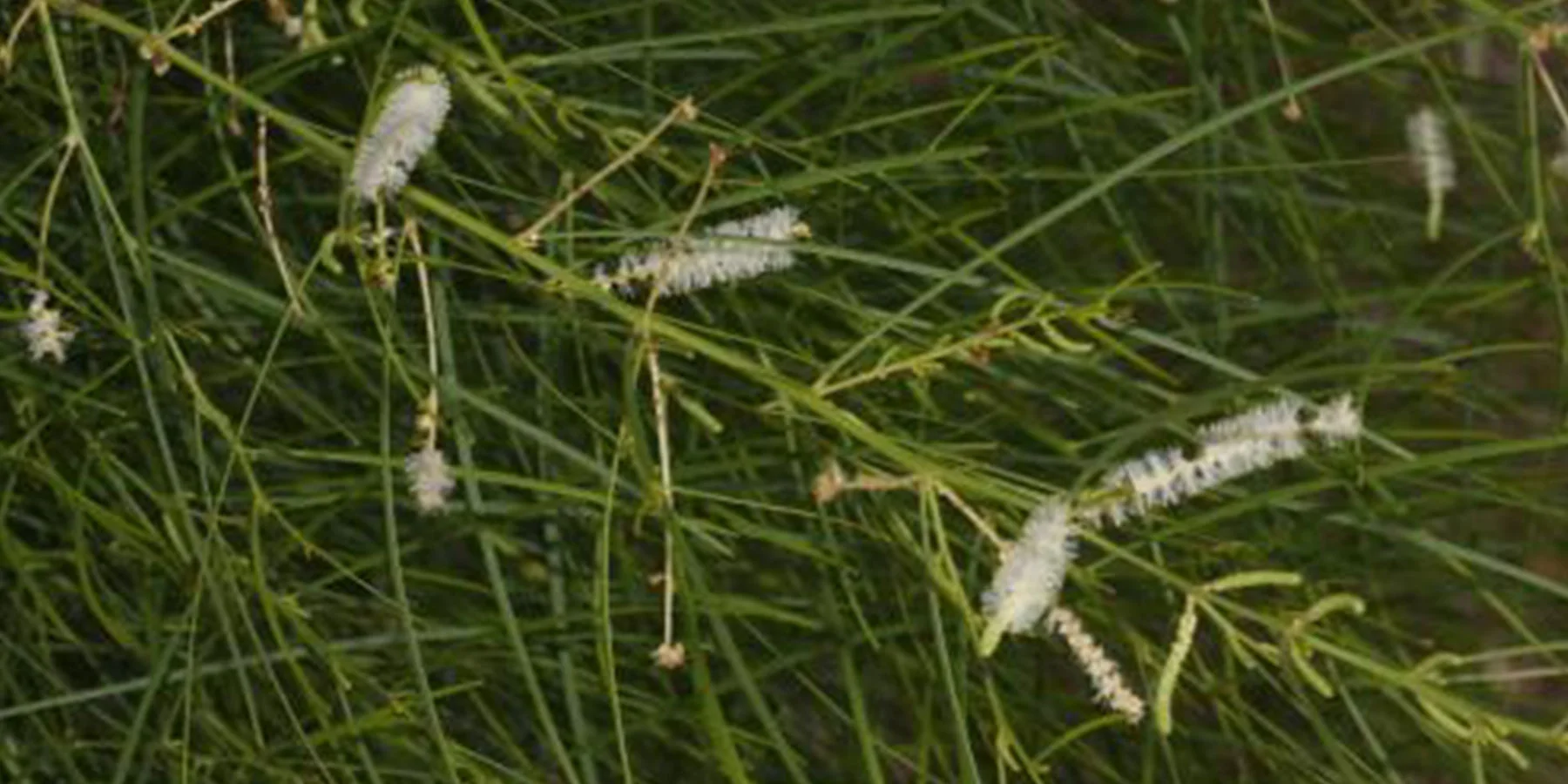 1 Acacia gonocarpa NT Government.jpg