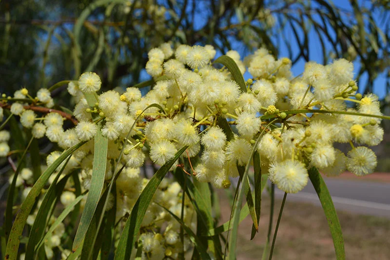 1-Acacia-latescens-Karen-Johnson.jpg