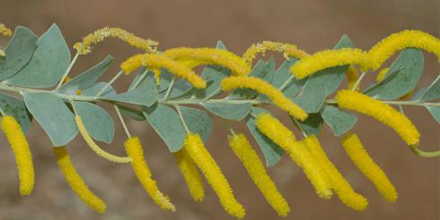 1 Acacia mountfordiae NT Government.jpg