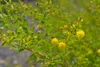 Acacia Nuperrima (Groundcover Wattle) — Territory Native Plants