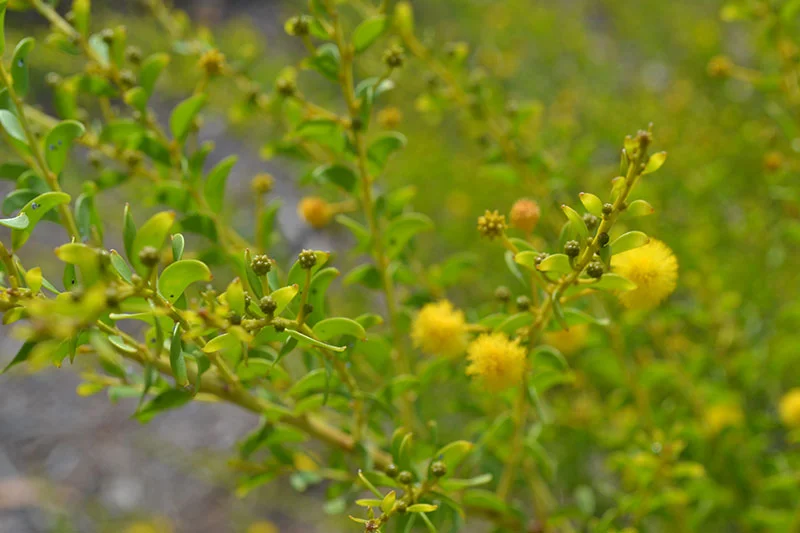Acacia Nuperrima (Groundcover Wattle) — Territory Native Plants