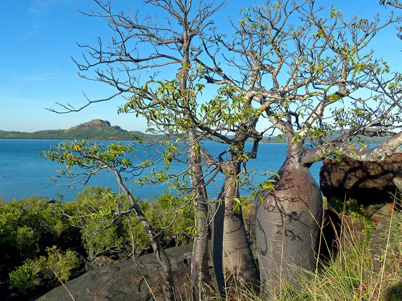 Adansonia gregorii (Boab) — Territory Native Plants